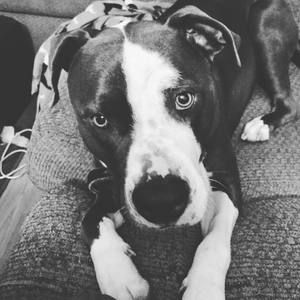 Meet your Posher, Jake